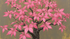 Japanische Kunst Tradition - Leuchtend pink-magenta Blätter mit schwarzem Stamm - kostbare zeichnung
